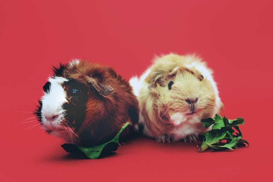 What is Abyssinian Guinea Pig Animal_1