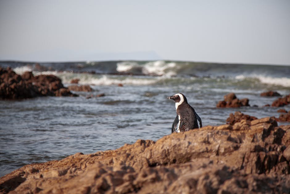 What is African Penguin Animal_2