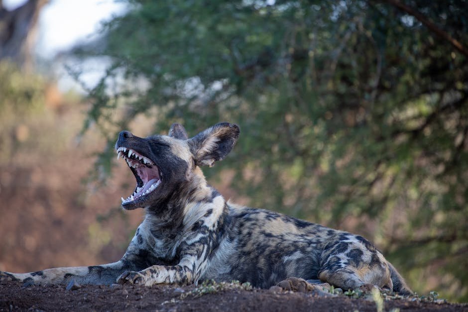What is African Wild Dog Animal_2