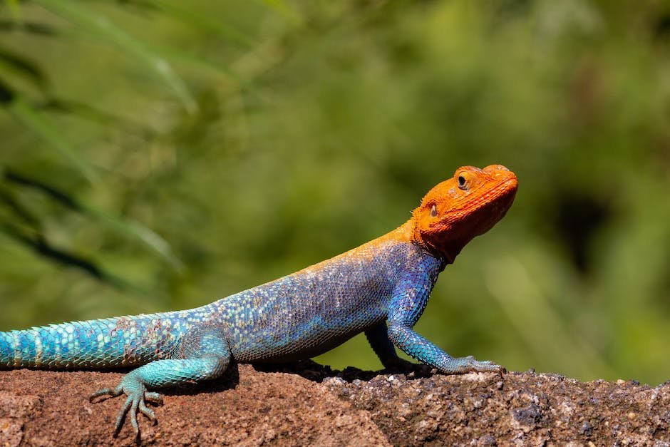 What is Agama Lizard Animal_1