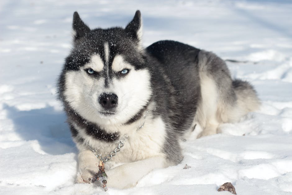 What is Alaskan Husky Animal_2