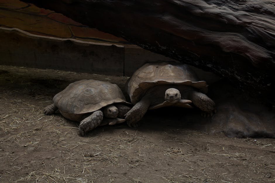 What is Aldabra Giant Tortoise Animal_1