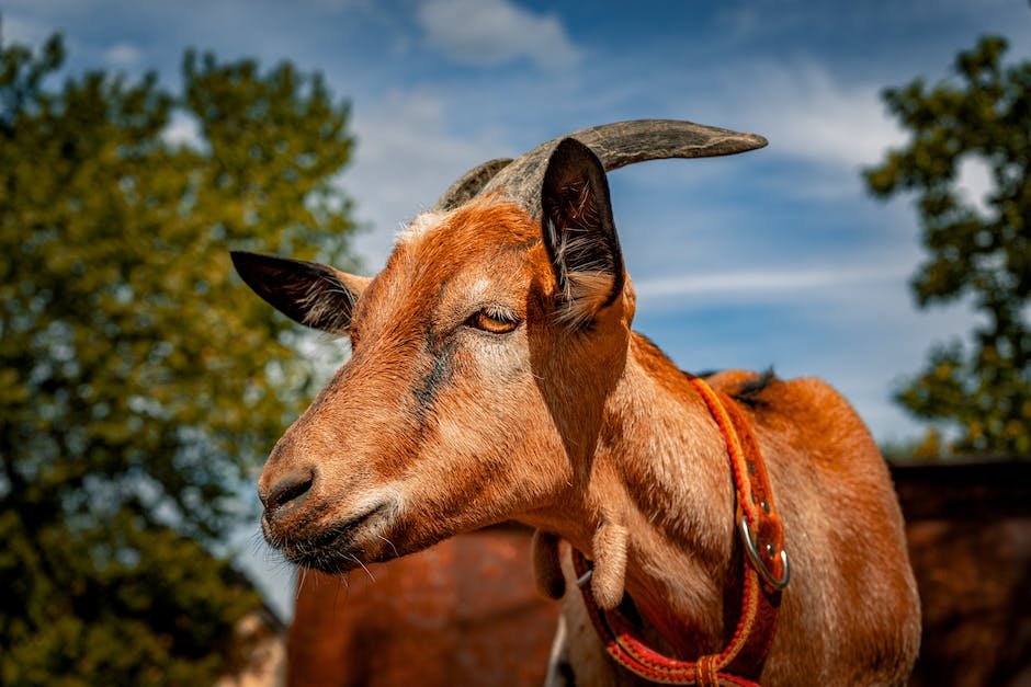 What is Alpine Goat Animal_2