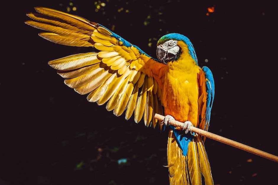 What is Amazon Parrot Animal_2