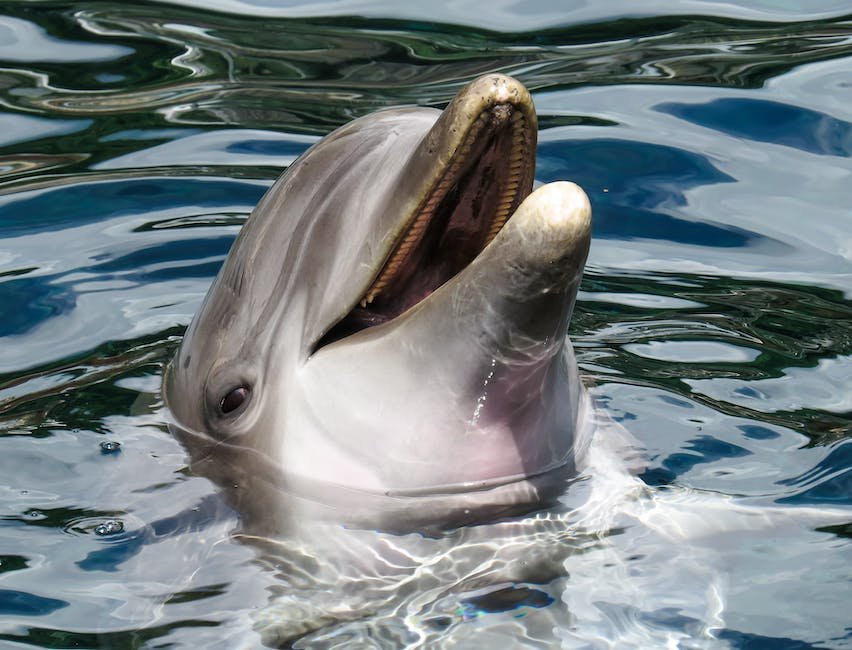 What is Amazon River Dolphin (Pink Dolphin) Animal_2