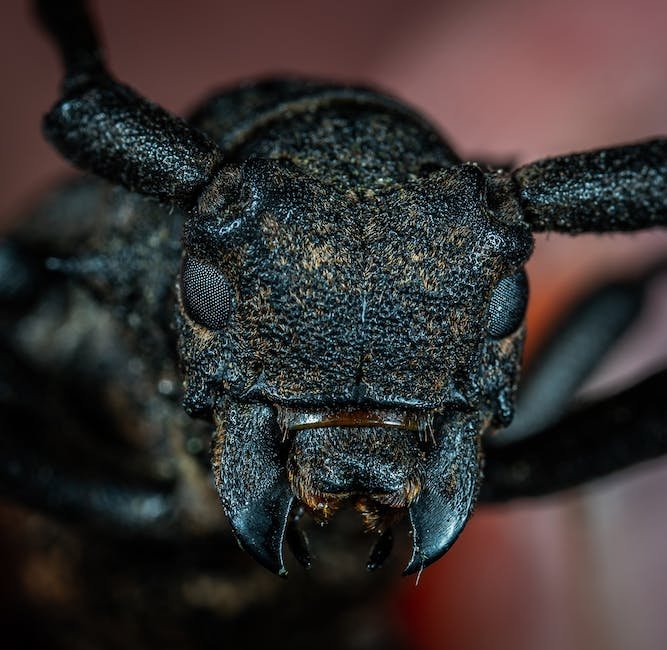 What is Ambrosia Beetle Animal_1