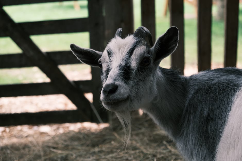 What is American Pygmy Goat Animal_2