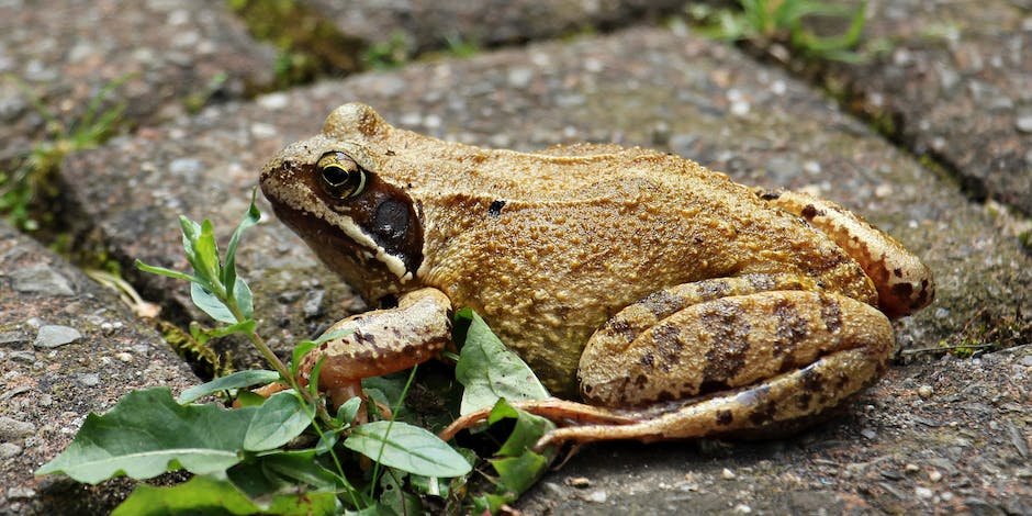 What is American Toad Animal_1