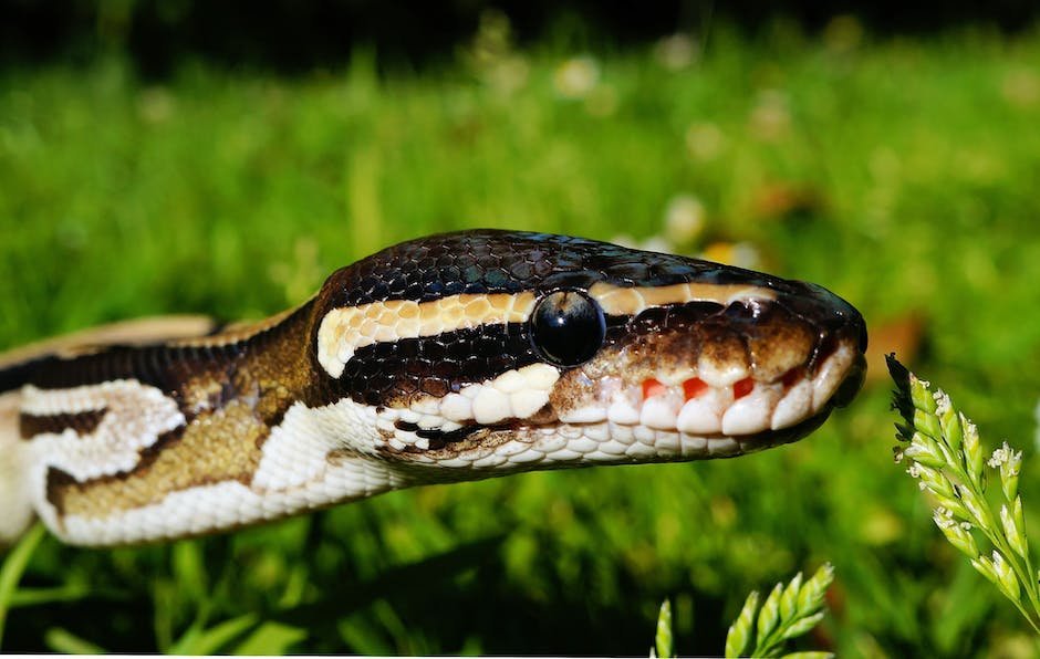 What is Amethystine Python (Scrub Python) Animal_2