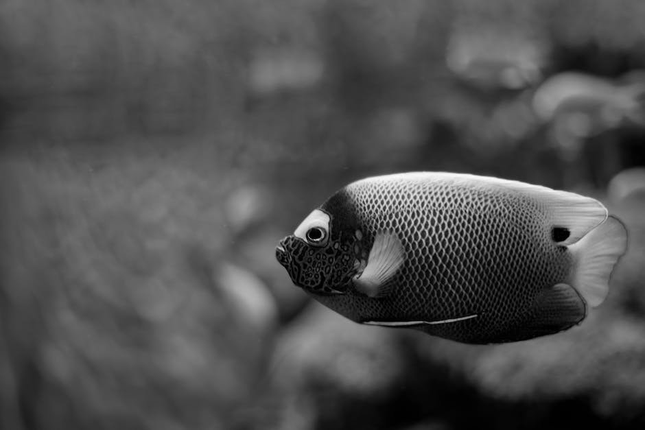 What is Angelfish Animal_1