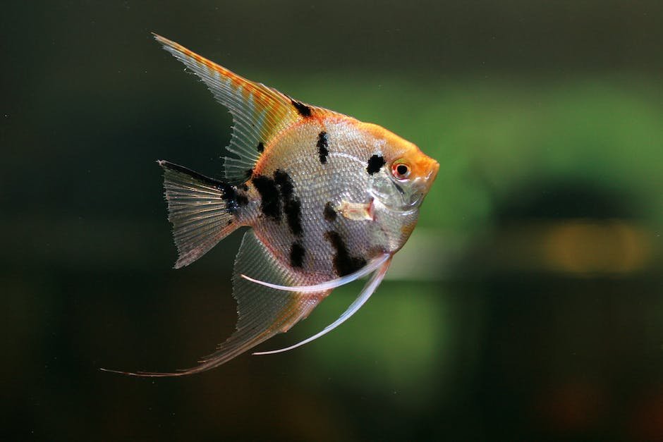 What is Angelfish Animal_2