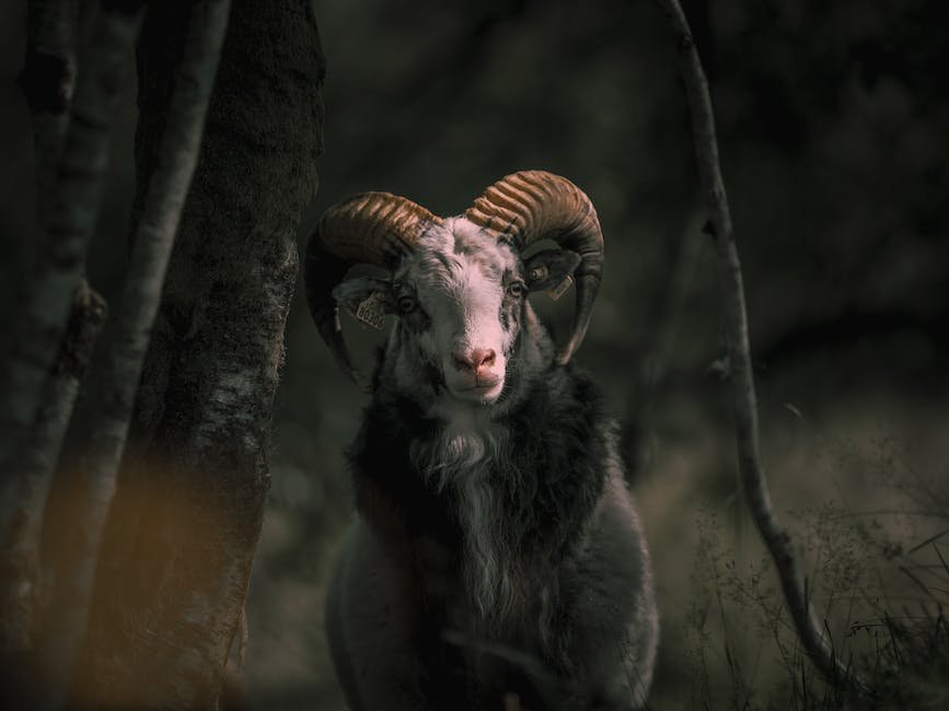 What is Angora Goat Animal_2
