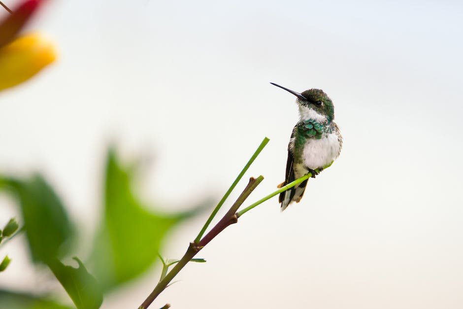 What is Annaâ€™s Hummingbird Animal_1