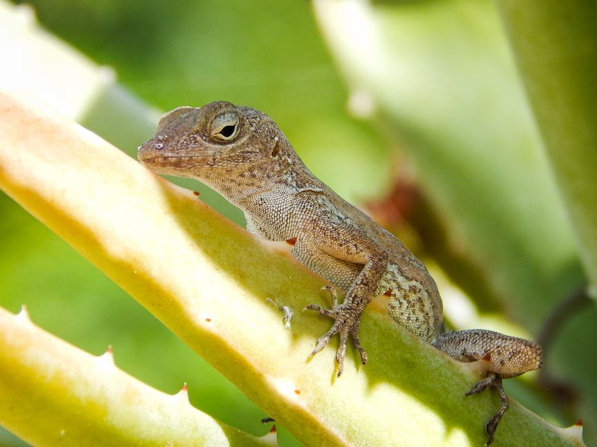 What is Anole Lizard Animal_1