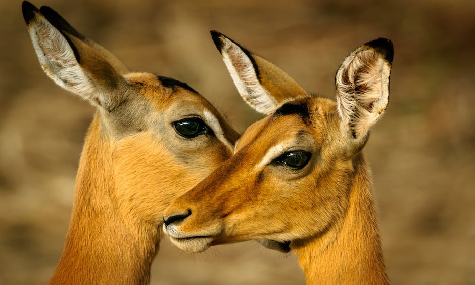 What is Antelope Animal_1