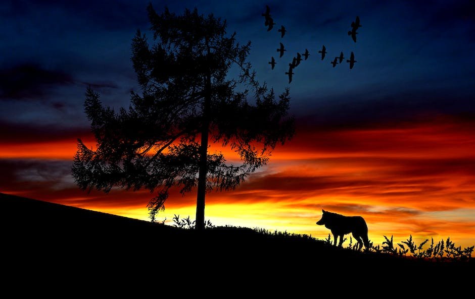 What is Apennine Wolf Animal_1