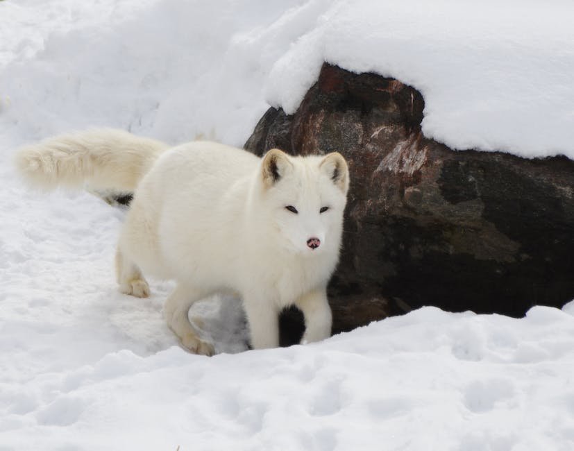 What is Arctic Hare Animal_1