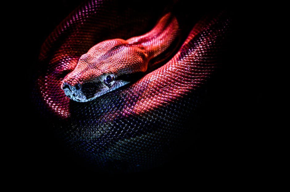 What is Arizona Coral Snake Animal_1