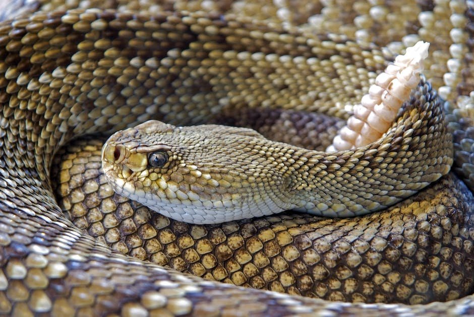 What is Aruba Rattlesnake Animal_1
