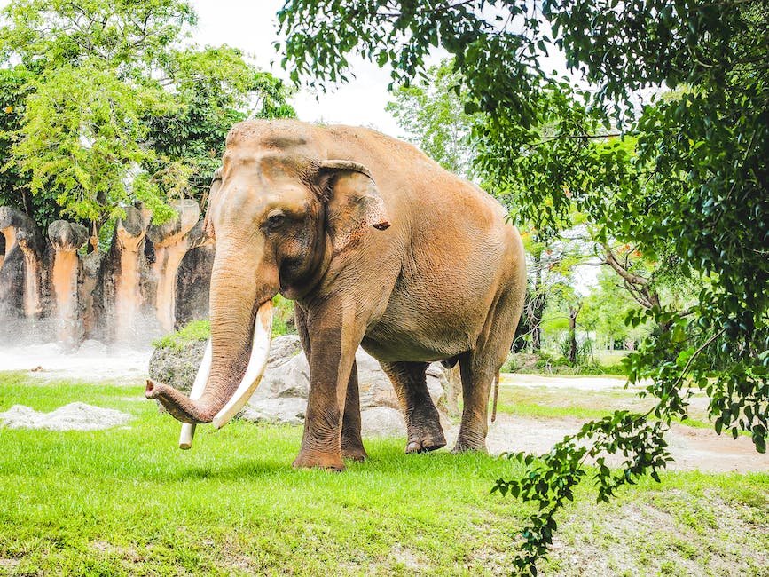 What is Asian Elephant Animal_1