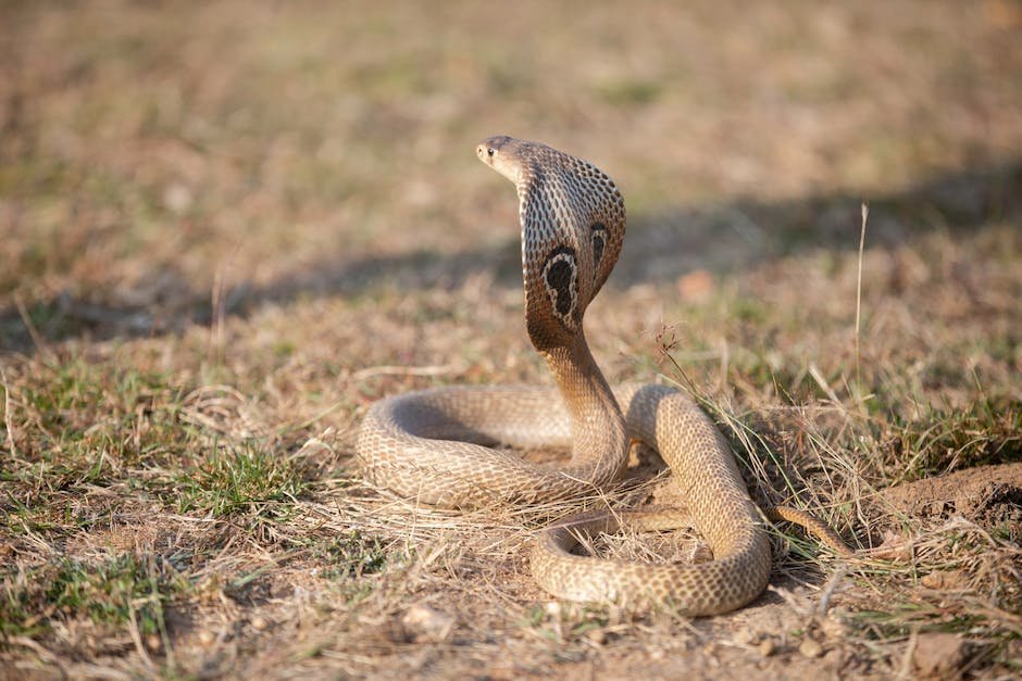 What is Asian Vine Snake Animal_1