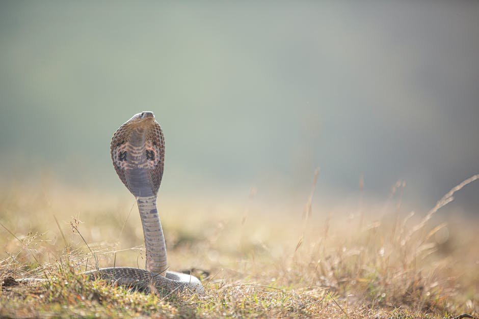 What is Asian Vine Snake Animal_2