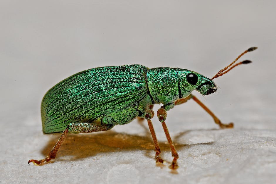 What is Atlas Beetle Animal_1