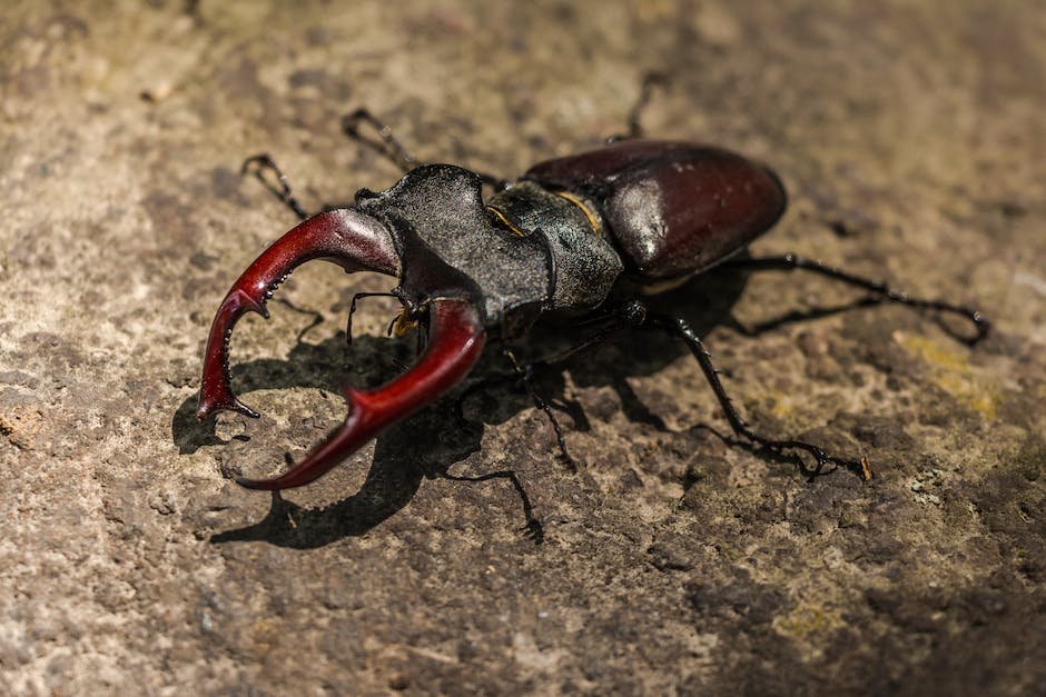 What is Atlas Beetle Animal_2