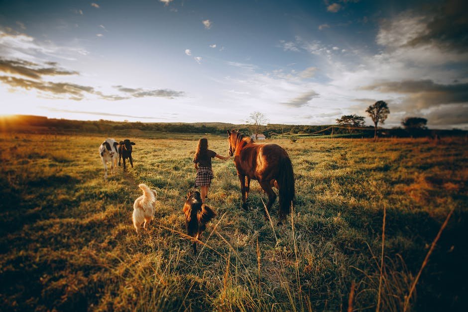 What is Australian Cattle Dog Animal_1