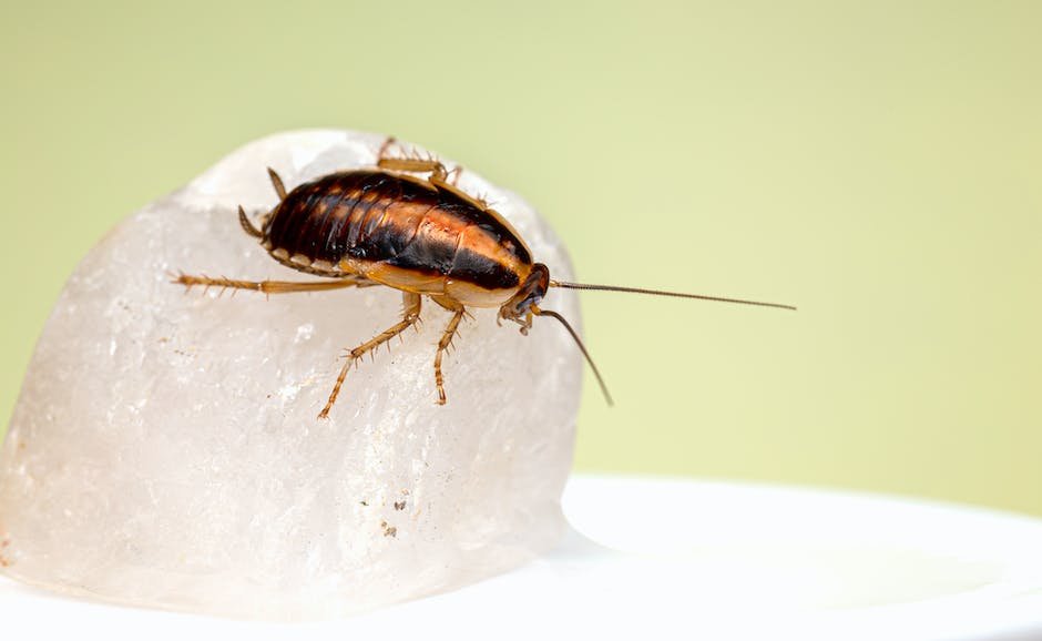 What is Australian Cockroach Animal_2