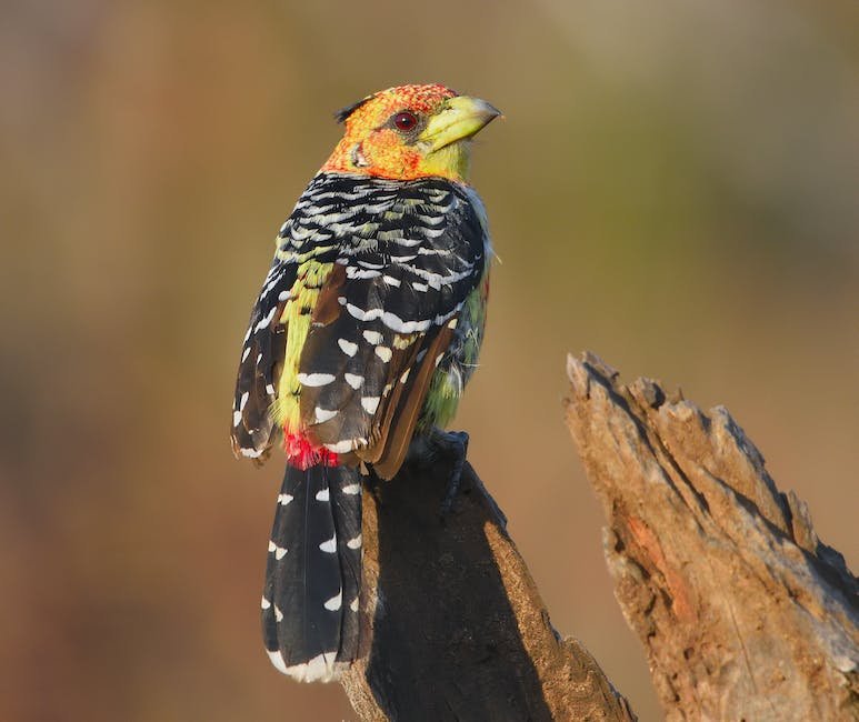 What is Barbet Animal_2