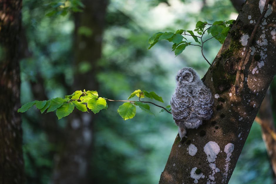 What is Barred Owl Animal_1