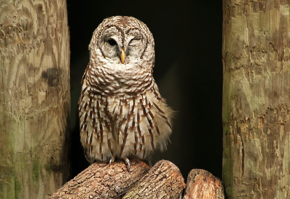 What is Barred Owl Animal_2