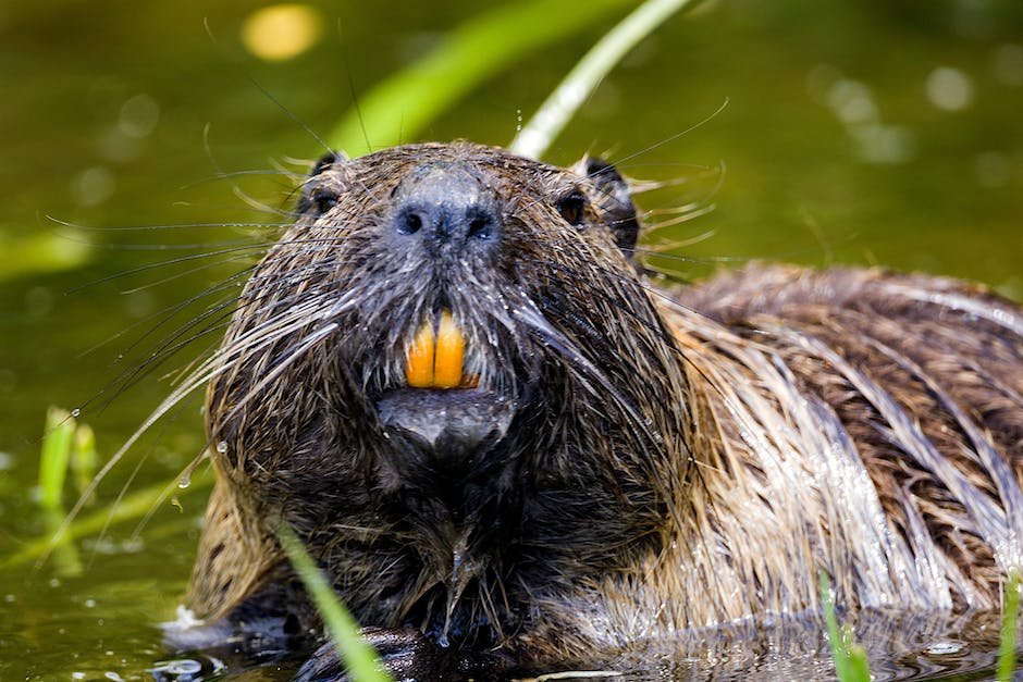 What is Beaver Animal_2