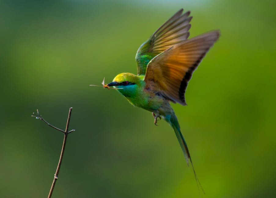 What is Bee-Eater Animal_2