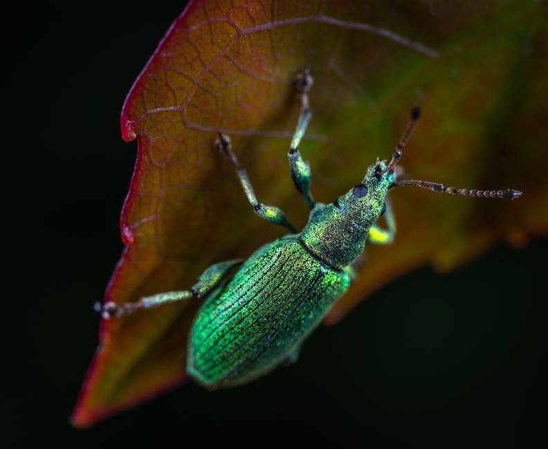 What is Beetle Animal_1