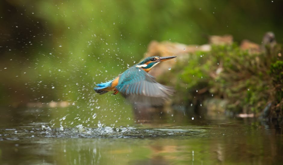 What is Belted Kingfisher Animal_1