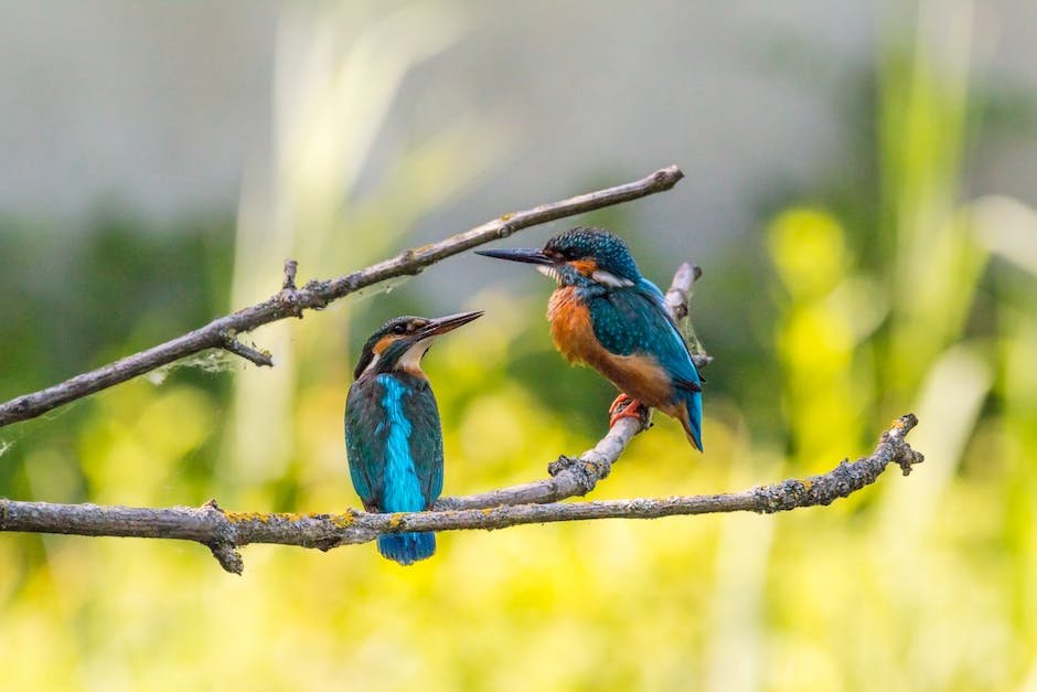 What is Belted Kingfisher Animal_2