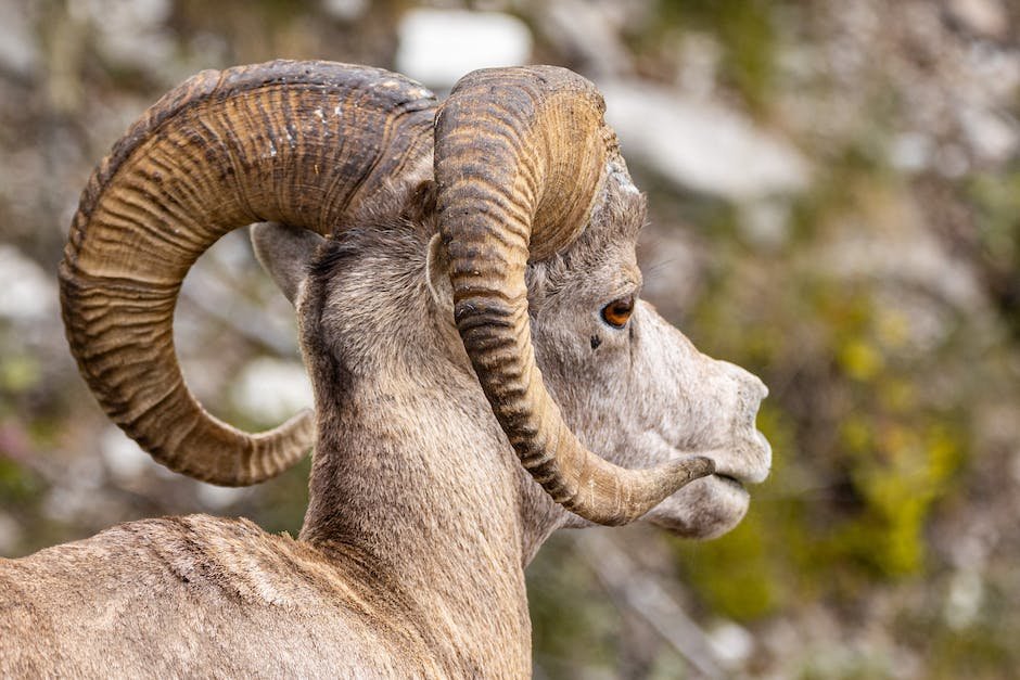 What is Bighorn Sheep Animal_1
