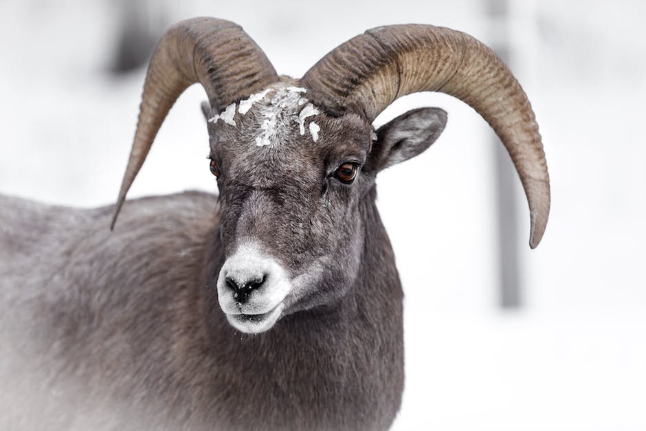 What is Bighorn Sheep Animal_2
