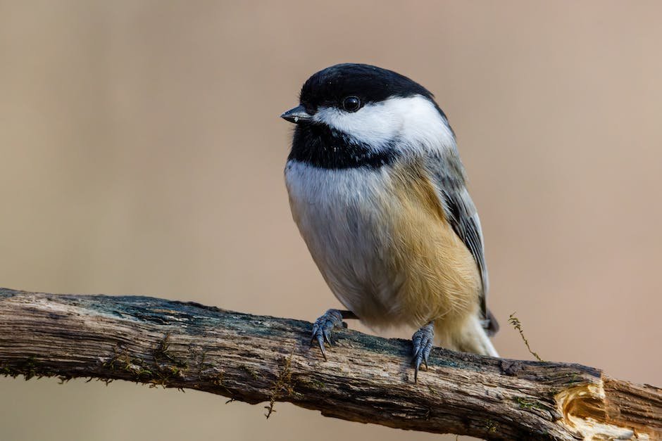 What is black-capped chickadee animal? - animala-z.com