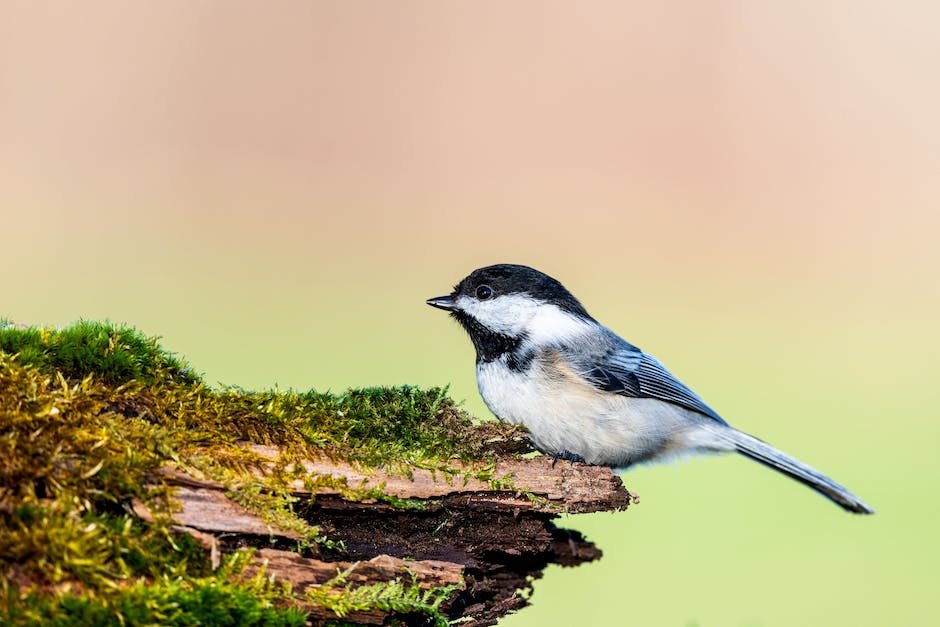 What is Black-Capped Chickadee Animal_1