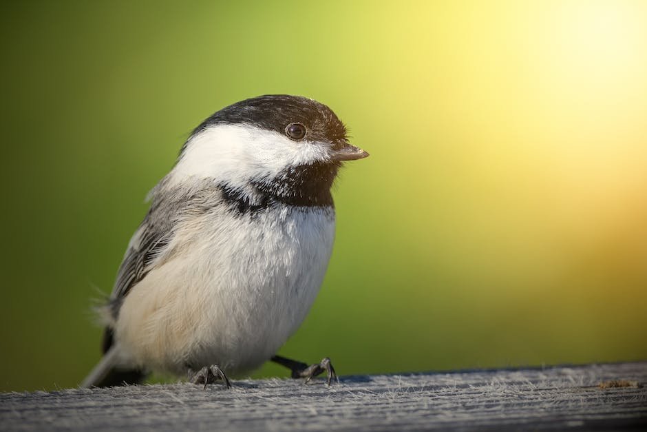 What is Black-Capped Chickadee Animal_2