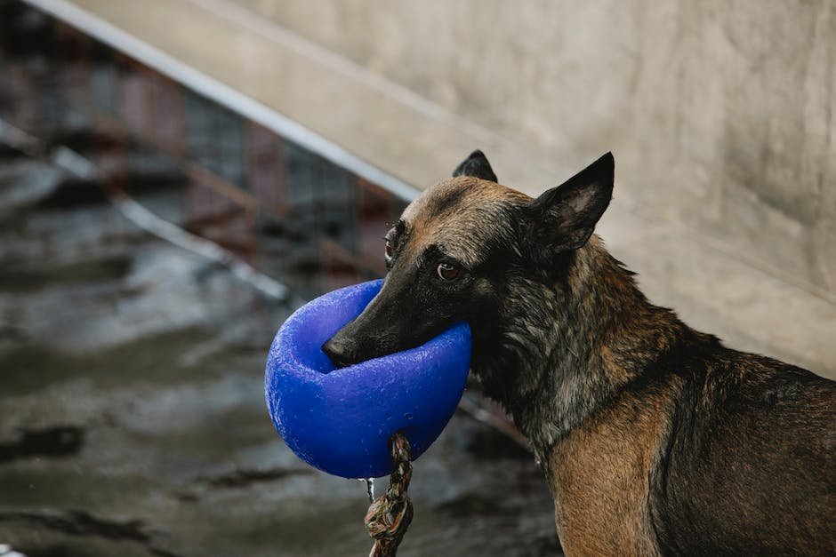 What is Black German Shepherd Animal_2