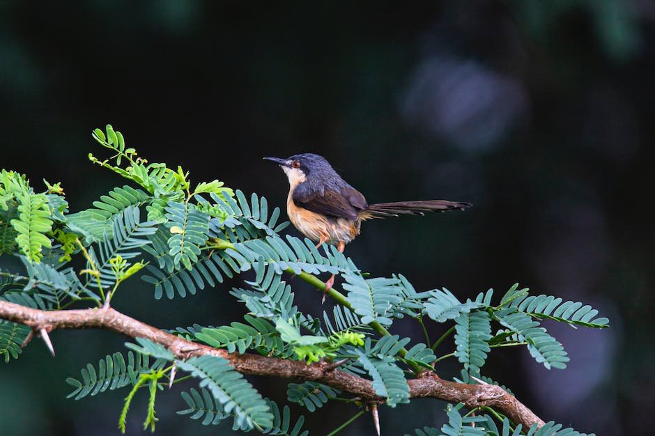 What is Blackpoll Warbler Animal_1