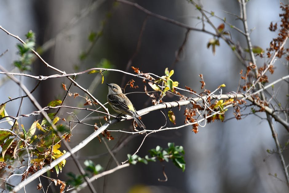 What is Blackpoll Warbler Animal_2