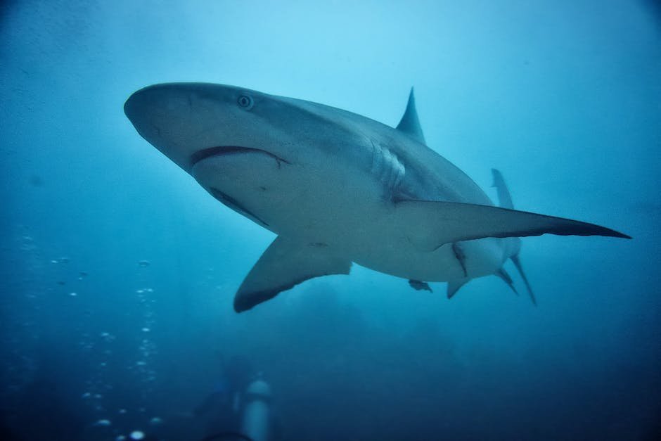 What is Blacktip Reef Shark Animal_1