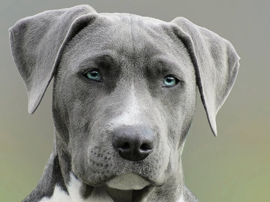 What is Blue Nose Pit Bull Animal_2