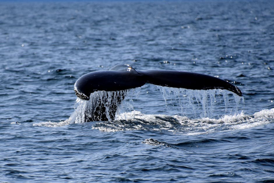 What is Blue Whale Animal_2