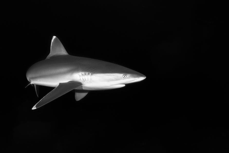 What is Bonnethead Shark Animal_2